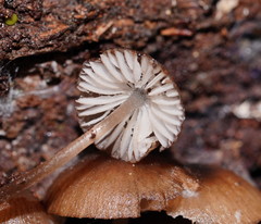 Mycena mulawaestris