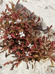 Silene sedoides