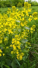 Barbarea vulgaris