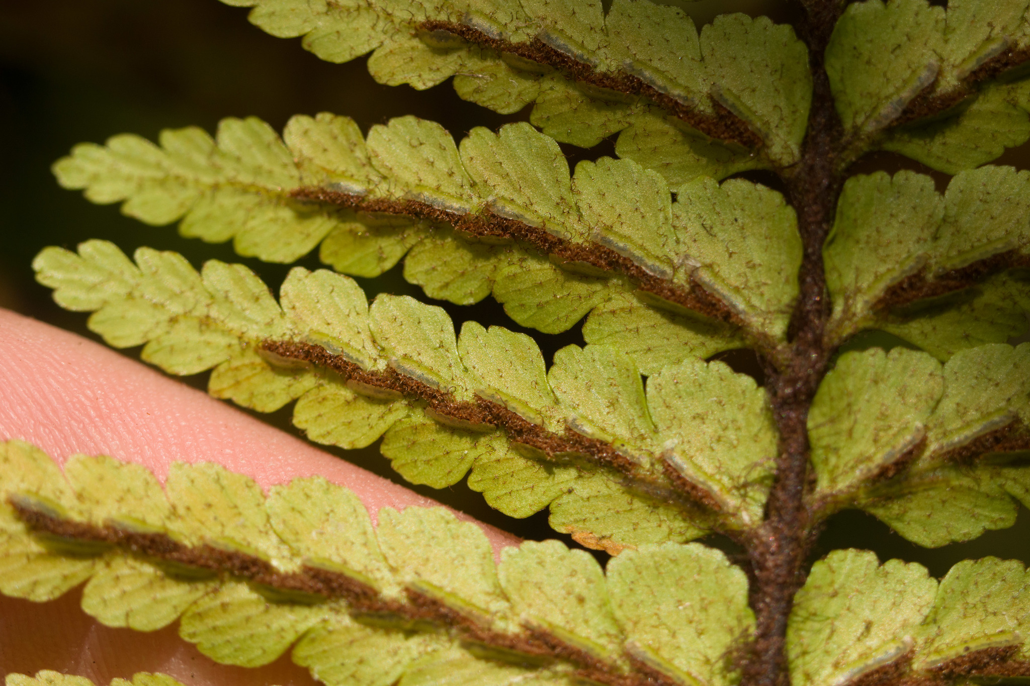 Asplenium horridum