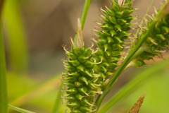 Carex wahuensis