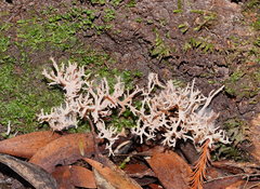 Clavulina vinaceocervina