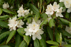 Rhododendron carolinianum