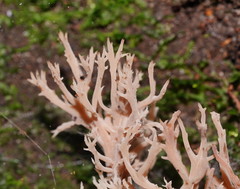 Clavulina vinaceocervina