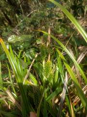 Carex wahuensis