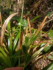 Carex wahuensis
