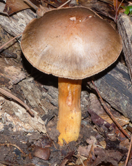 Chroogomphus jamaicensis