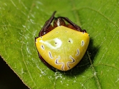 Araneus viridiventris