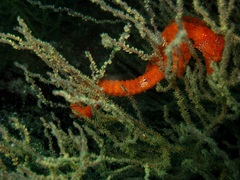 Hippocampus ingens