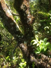Diospyros sandwicensis