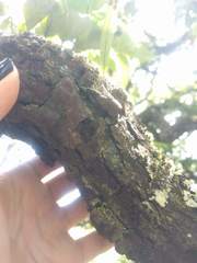 Diospyros sandwicensis