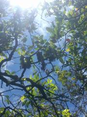 Diospyros sandwicensis