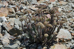 Myosotis traversii cantabrica