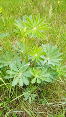 Lupinus polyphyllus
