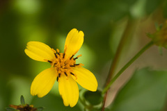 Bidens sandvicensis