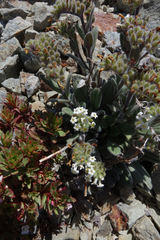 Myosotis traversii cantabrica