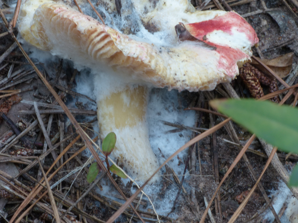 Rhizopodaceae