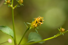 Bidens sandvicensis