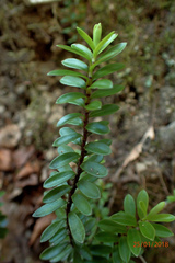Veronica vernicosa