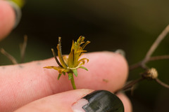 Bidens sandvicensis
