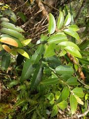 Diospyros sandwicensis