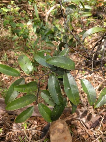 Diospyros sandwicensis