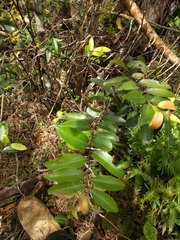 Diospyros sandwicensis