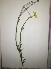 Osteospermum imbricatum