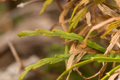 Psilotum complanatum