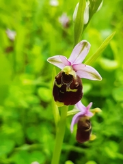 Ophrys fuciflora