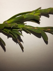 Osteospermum imbricatum