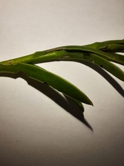 Osteospermum imbricatum