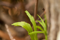 Psilotum complanatum