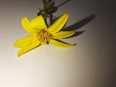 Osteospermum imbricatum