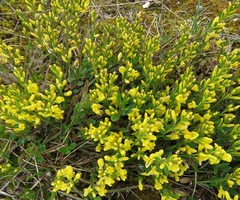 Genista januensis