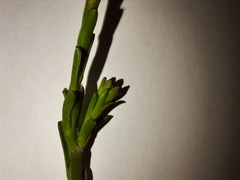 Osteospermum imbricatum
