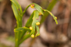Psilotum complanatum