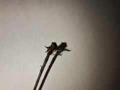 Osteospermum imbricatum