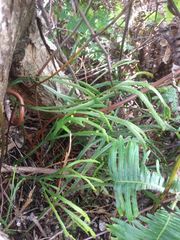 Psilotum complanatum