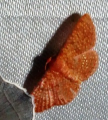 Aglaopus