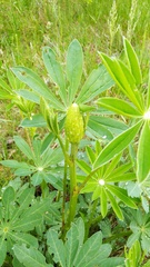 Lupinus polyphyllus