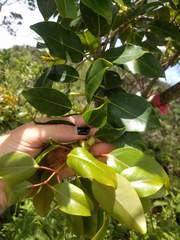 Metrosideros macropus