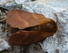Malacosoma alpicolum