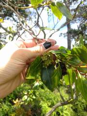 Metrosideros macropus