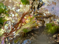 Menaethius monoceros