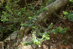 Veronica vernicosa