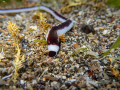 Baseodiscus hemprichii