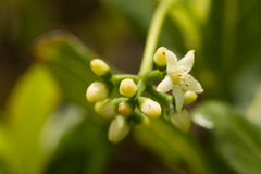 Psychotria kaduana