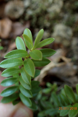 Veronica vernicosa