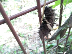 Troides helena cerberus